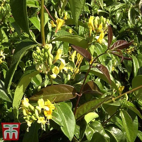 Honeysuckle 'Copper Beauty' 1 Honeysuckle 'Copper Beauty'