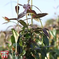 Honeysuckle 'Copper Beauty' 5 Honeysuckle 'Copper Beauty' -plant loni copp3