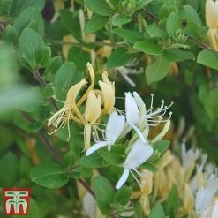 Honeysuckle 'Halliana' - Trellis -plant loni halli