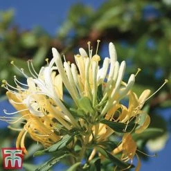 Honeysuckle 'Halliana' - Trellis -plant loni halli2