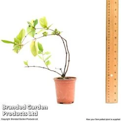 Honeysuckle 'Dart's World' 9 Honeysuckle 'Dart's World' -plant lonice