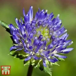 Jasione Laevis