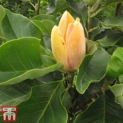 Magnolia 'Sunspire' -plant magn suns3