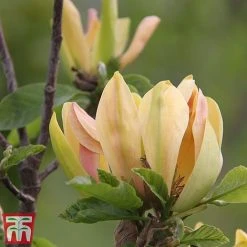 Magnolia 'Sunspire' -plant magn suns4