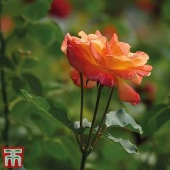 Rose 'Climbing Masquerade' -plant masq2