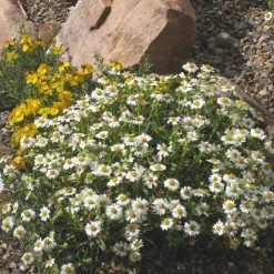 plant -plant melampodium leucanthemum 82609 2 1 1