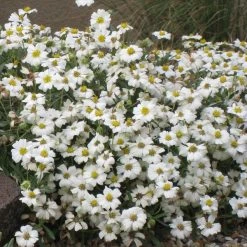 Blackfoot Daisy (Melampodium) -plant melampodium leucanthemum 82609 1
