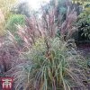 Miscanthus Sinensis 'Volcano'