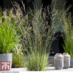 Molinia Caerulea Ssp. Arundinacea 'Mostenveld'