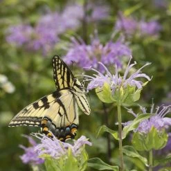 Wild Bergamot (Wichita Mountains Form) 7 Wild Bergamot (Wichita Mountains Form) -plant monarda fistulosa wild bergamot butterfly