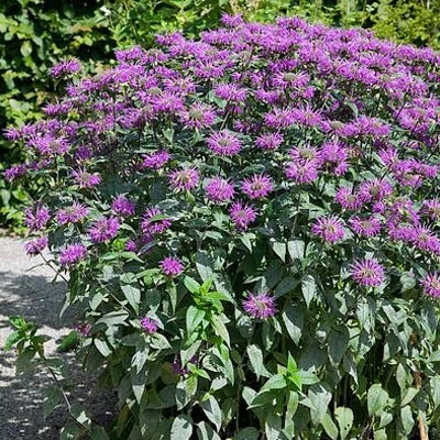 Blue Stocking Bee Balm 2 Blue Stocking Bee Balm - Image 2