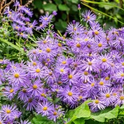 plant -plant monch frikart s aster garden purple flowers