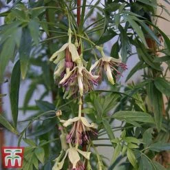 Clematis Napaulensis -plant napal