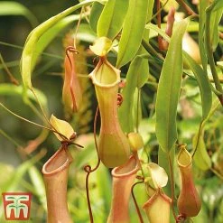 Nepenthes Alata -plant nepe