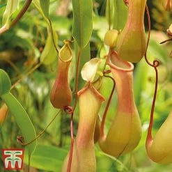 Nepenthes Alata -plant nepe21