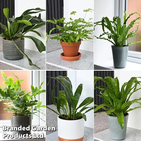 Nurseryman's Choice Indoor Fern Mix 1 Nurseryman's Choice Indoor Fern Mix