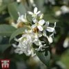 Osmanthus X Burkwoodii