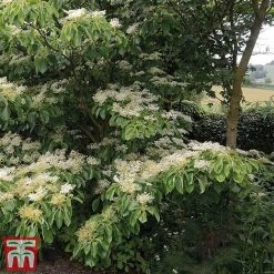 Cornus Controversa 'Pagoda' -plant pag2