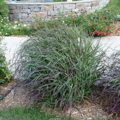 Ruby Ribbons® Prairie Switchgrass -plant panicum virgatum ruby ribbons switchgrass 6 1