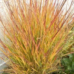 Ruby Ribbons® Prairie Switchgrass -plant panicum virgatum ruby ribbons 2 1