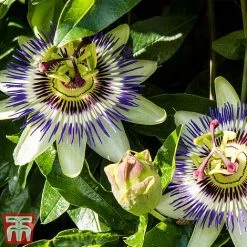 Passiflora Caerulea -plant pass caer