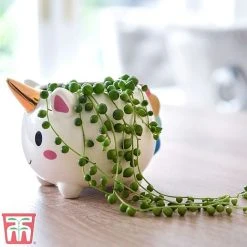 Senecio 'String Of Pearls' -plant pearl1