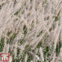 Pennisetum Orientale 'Dance With Me' -plant penn dance5