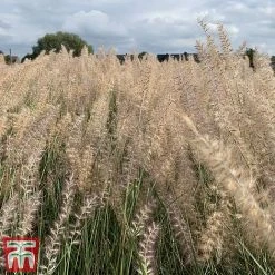 Pennisetum Orientale 'Dance With Me' -plant penn dance6