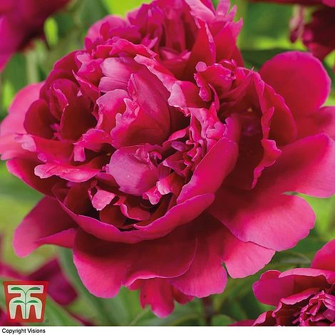 Peony Trio 2 Peony Trio - Image 2