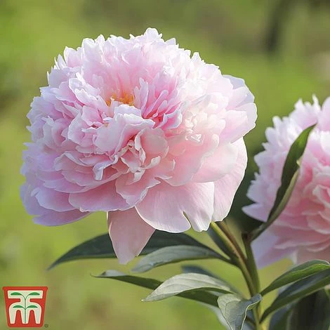 Peony Trio 3 Peony Trio - Image 3