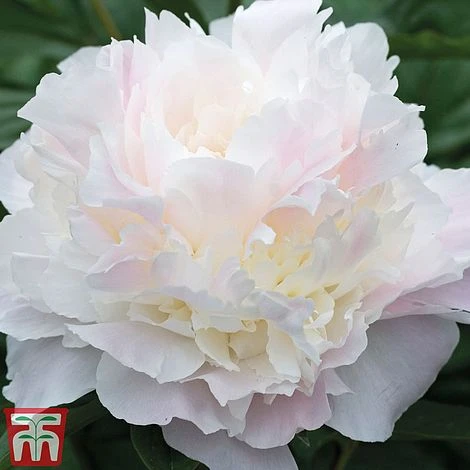 Peony Trio 4 Peony Trio - Image 4