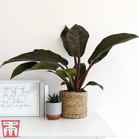 Philodendron 'Imperial Red' 1 Philodendron 'Imperial Red'