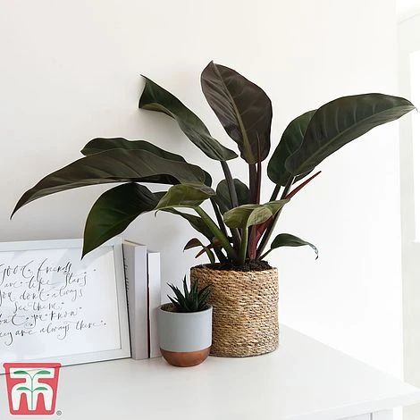 Philodendron 'Imperial Red' 2 Philodendron 'Imperial Red' - Image 2