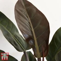 Philodendron 'Imperial Red' 6 Philodendron 'Imperial Red' -plant phil31