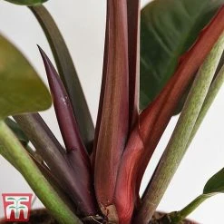 Philodendron 'Imperial Red' 7 Philodendron 'Imperial Red' -plant phil4