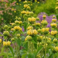Hardy Jerusalem Sage (Phlomis) -plant phlomis russeliana lampwick plant jerusalum sage 2
