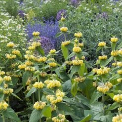 Hardy Jerusalem Sage (Phlomis) -plant phlomis russeliana lampwick plant jerusalum sage 4