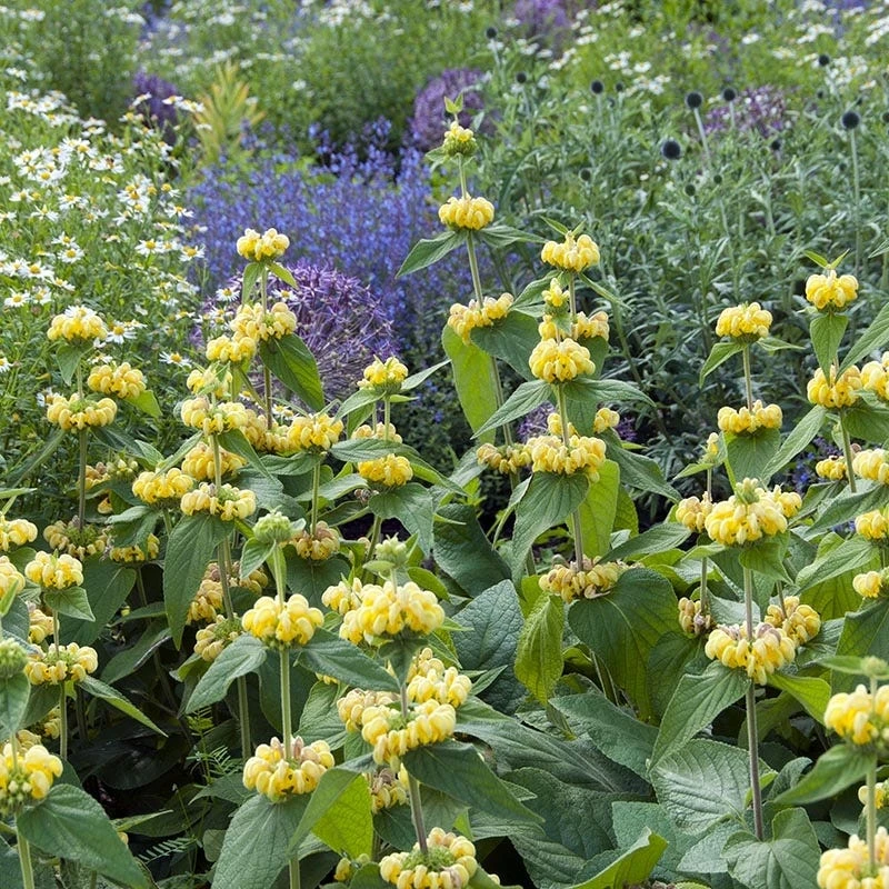 plant -plant phlomis russeliana lampwick plant jerusalum sage 4