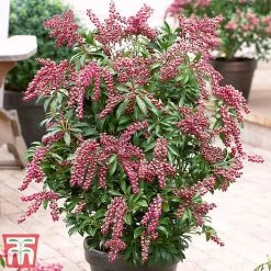 Pieris Japonica 'Passion' -plant pier
