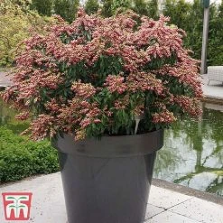 Pieris Japonica 'Passion' -plant piers2