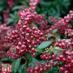 Pieris Japonica 'Passion' -plant piers3