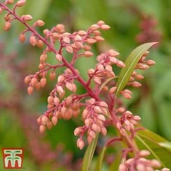 Pieris Japonica 'Passion' -plant piers4