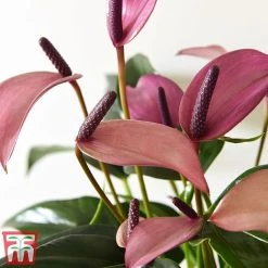 Anthurium Aqua In Sierglass -plant pink22