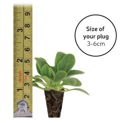 Gaillardia 'Mesa Bright Bicolour' -plant plugsize49