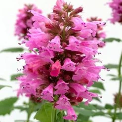 Poquito™ Lavender Agastache -plant poquito lavender agastache close up