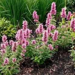 Poquito™ Lavender Agastache
