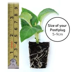 Fuchsia 'Lady In Black' 7 Fuchsia 'Lady In Black' -plant postiplugsize61