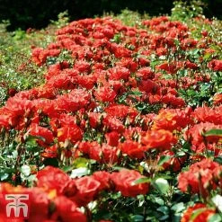 Rose 'Precious Love' (Floribunda Rose) 5 Rose 'Precious Love' (Floribunda Rose) -plant prec2