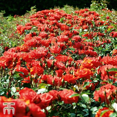 Rose 'Precious Love' (Floribunda Rose) 3 Rose 'Precious Love' (Floribunda Rose) - Image 3