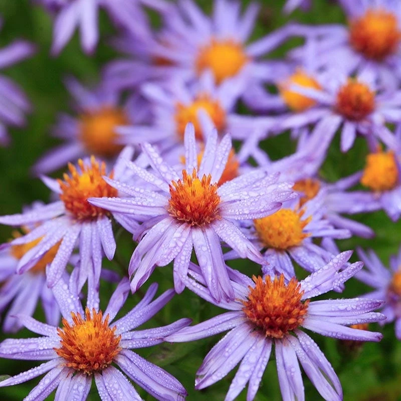 Professor Kippenberg New York Aster 1 Professor Kippenberg New York Aster